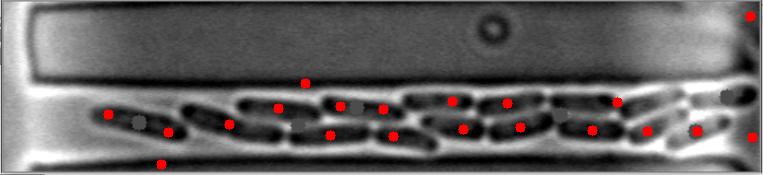 Bright-Field Image #6
