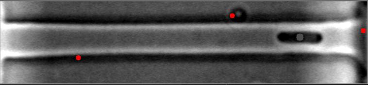 Bright-Field Image #1