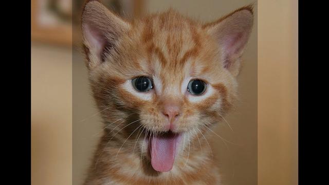 picture of a cat with blacken square rectangle superimposed on it