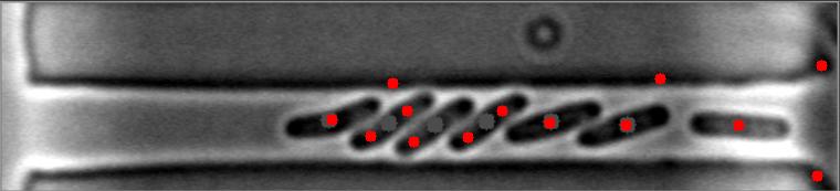 Bright-Field Image #3