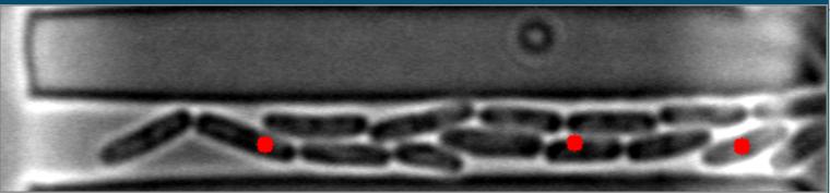 Bright-Field Image #7