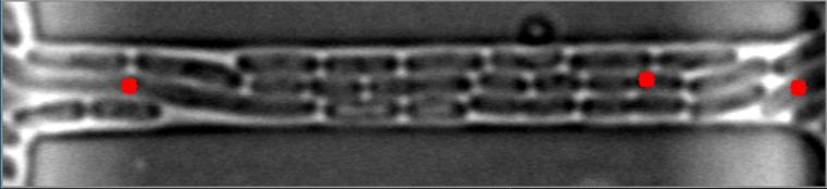 Bright-Field Image #8