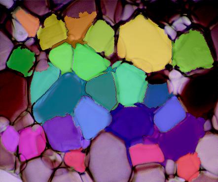 Segmentation result