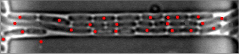 Bright-Field Image #8