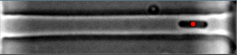 Bright-Field Image #1