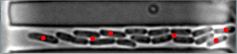 Bright-Field Image #6