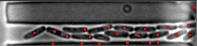 Bright-Field Image #7